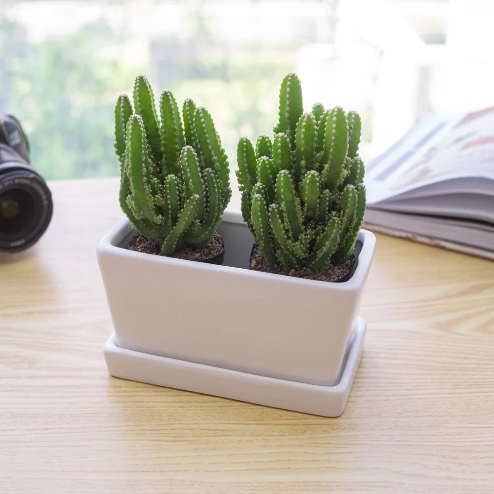 White Rectangular Ceramic Planter with Drainage Hole and Tray L785798
