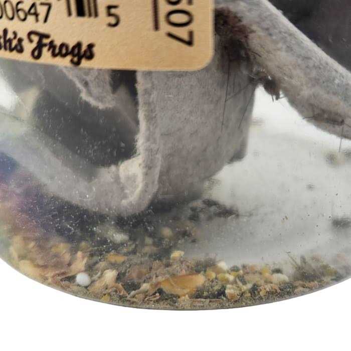 Live Feed Reptile Food V2113