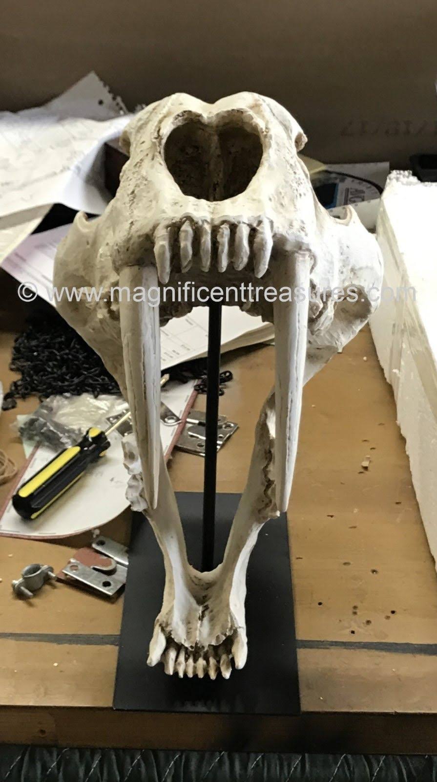 Sabertooth Skull V40545
