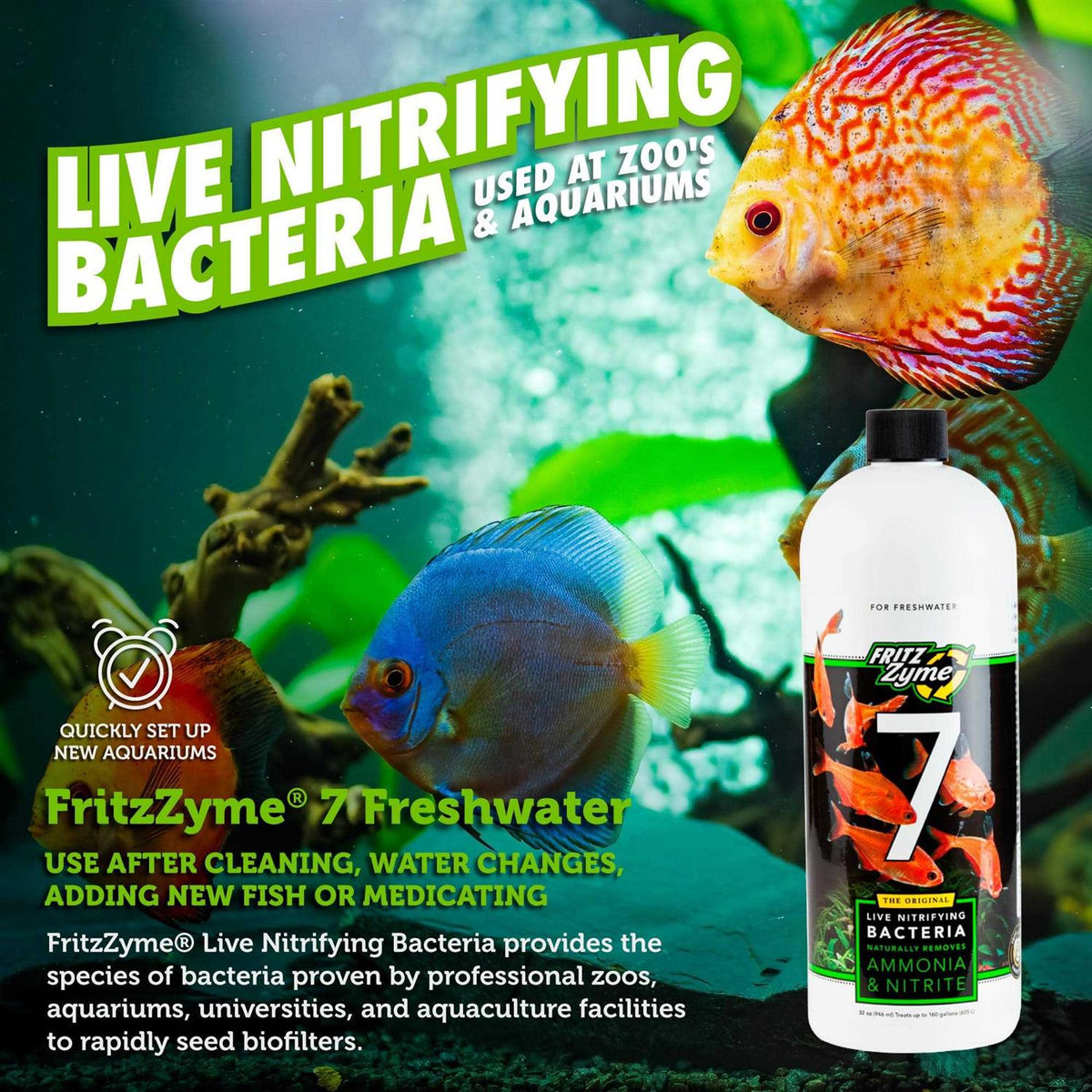 Freshwater Nitrifying Bacteria C93060