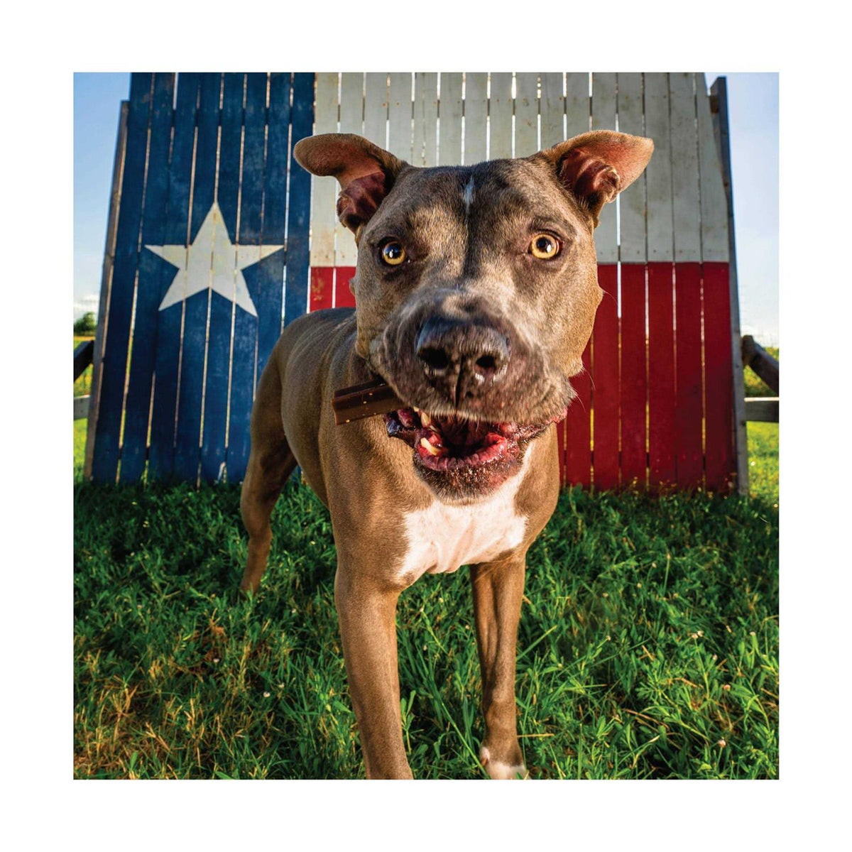 Chicken Flavor Grain-Free Dental Sticks Dog Treats H5633