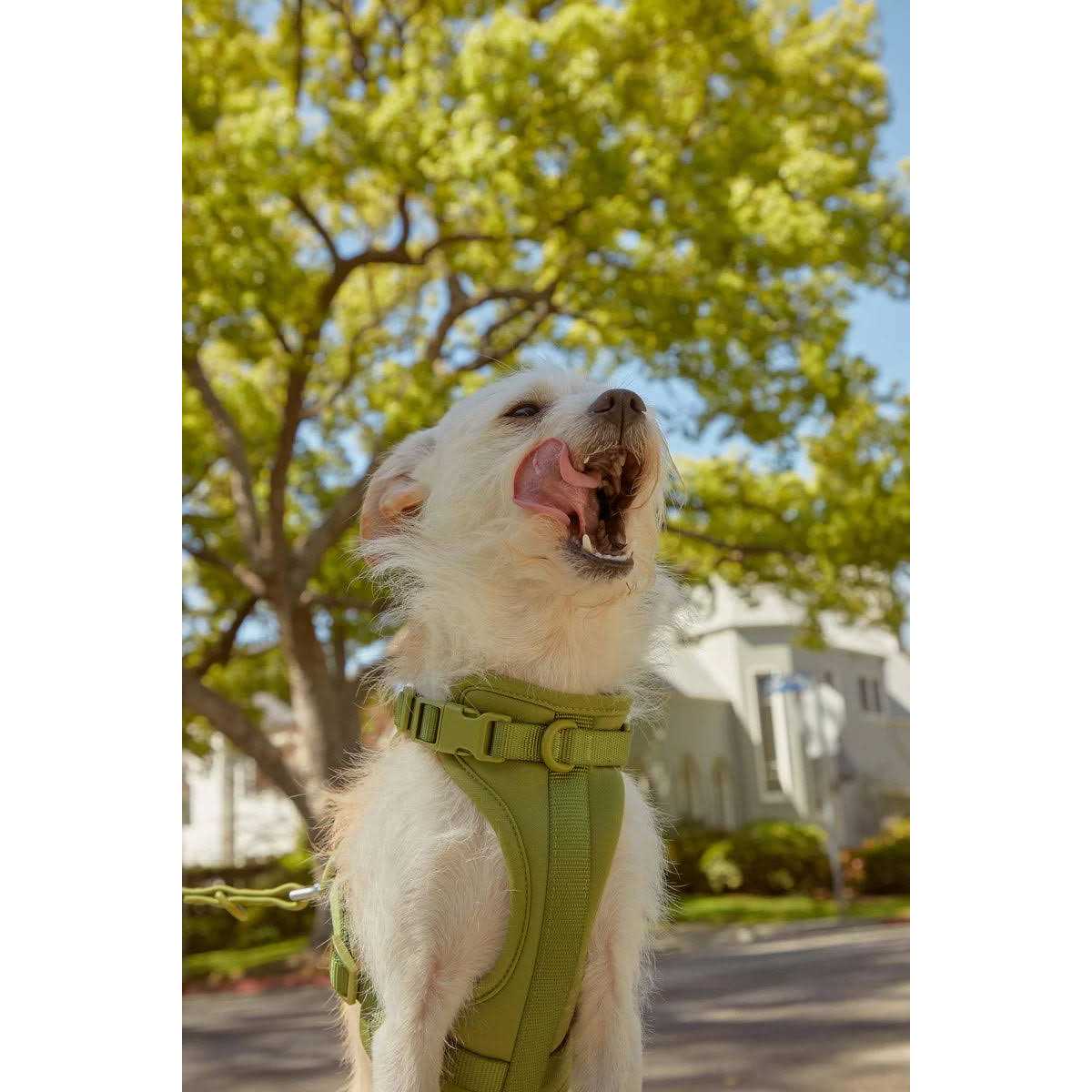 Dog Harness N337