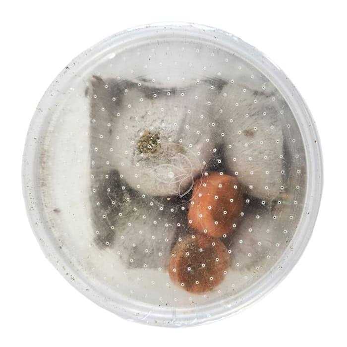 Live Feed Reptile Food V2113