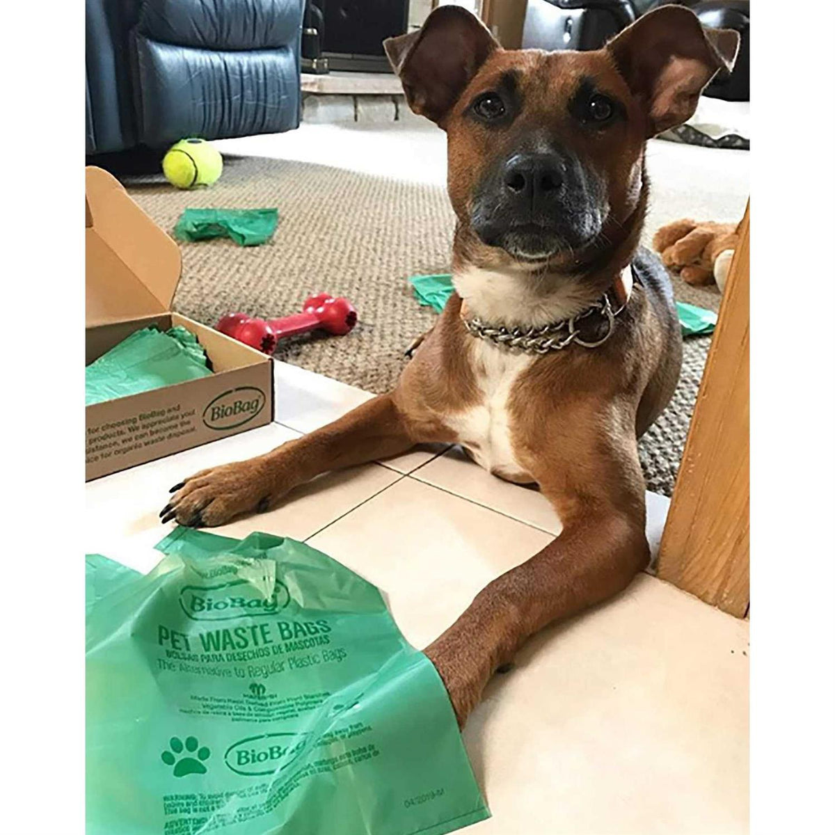 Pet Waste Bags with Handles L705