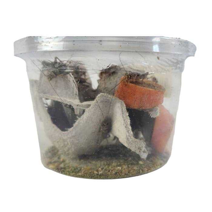 Live Feed Reptile Food V2113