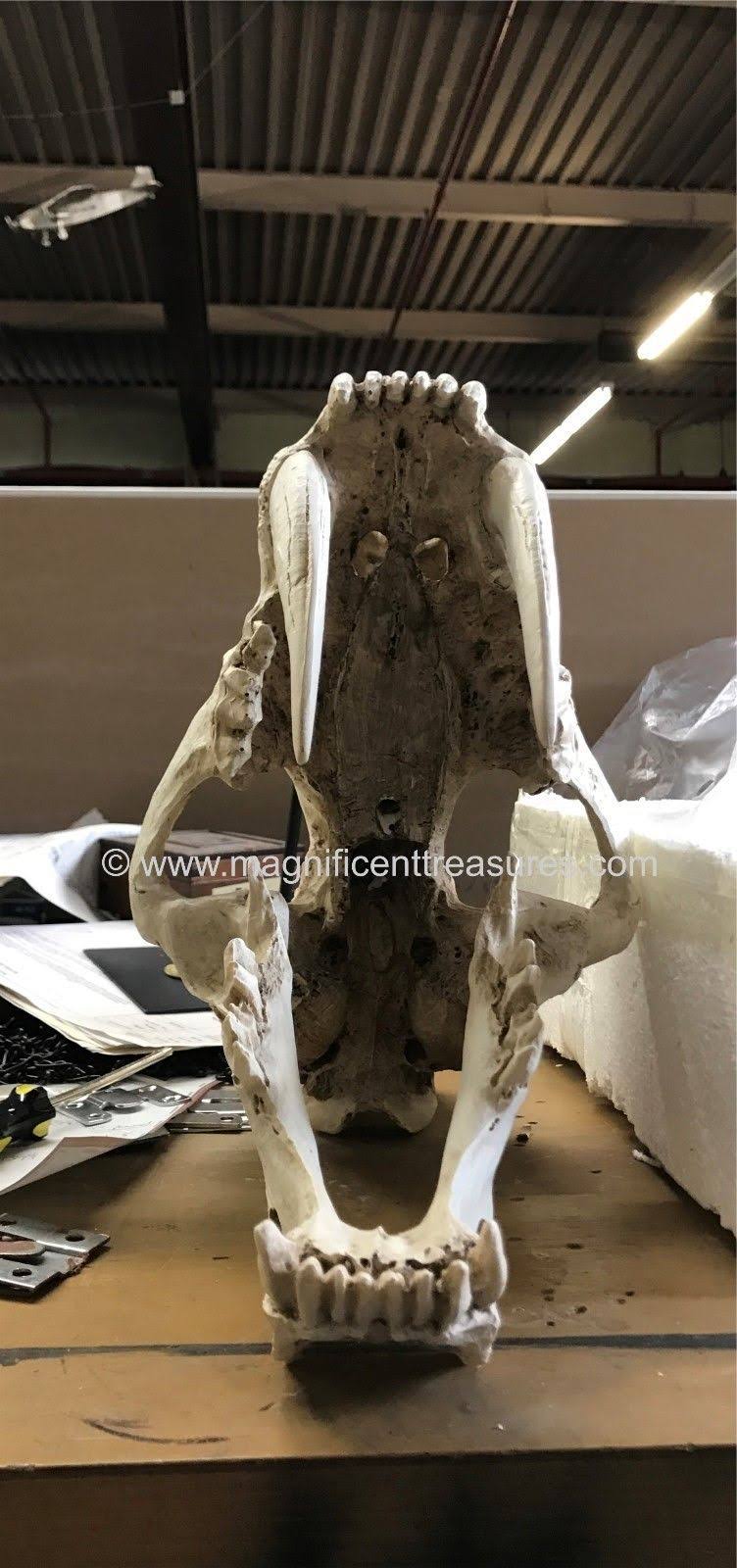 Sabertooth Skull V40545